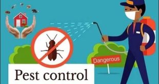 pest control in lahore